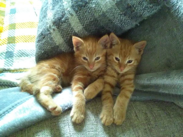 Rehome my new kittens?