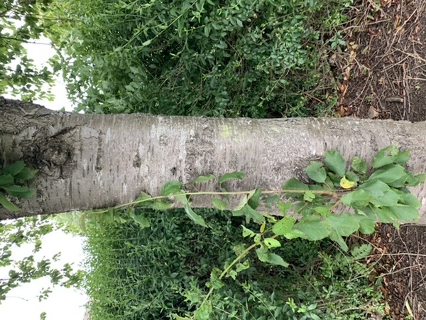 DS has eaten wild berries he found on a tree - help