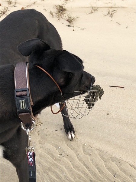 Fostering an ex racing greyhound tomorrow! - any tips please.