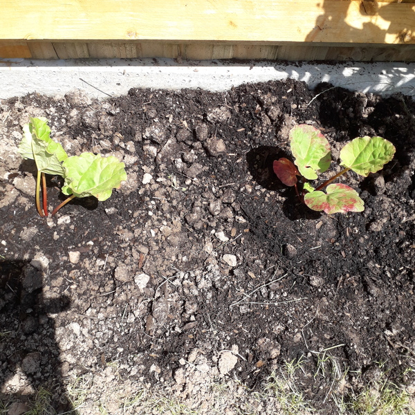Planting rhubarb