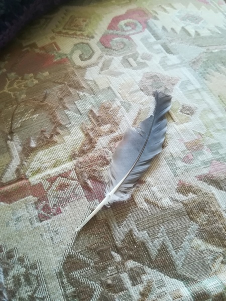 Had an interesting morning... Feather and signs....