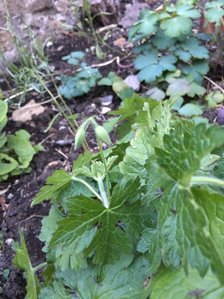 Plant ID help?