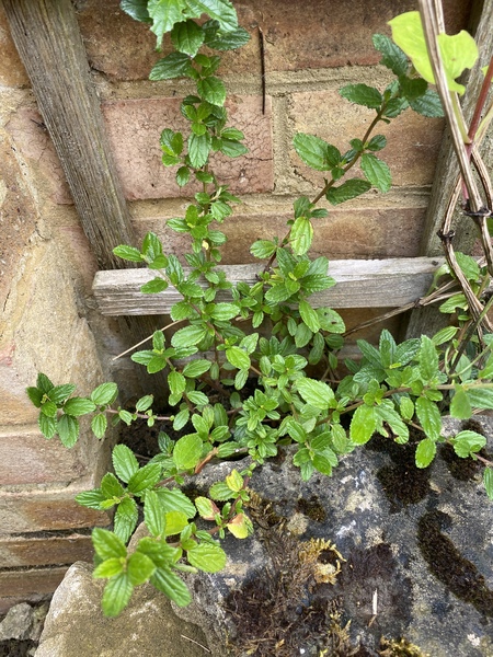Bought clematis online- I got sent these??