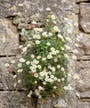 Easy to grow /spread flowering plants?