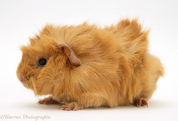 Long haired guinea pig help please