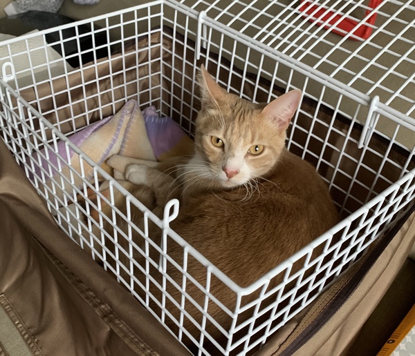 Settling in new cat - wwyd?