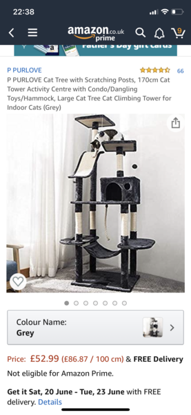 Cat Trees and Kitten