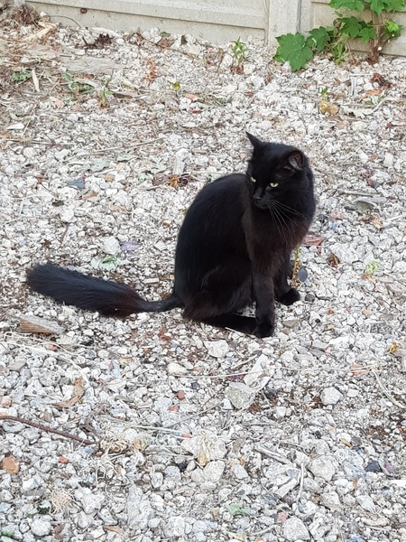 New cat, new name?