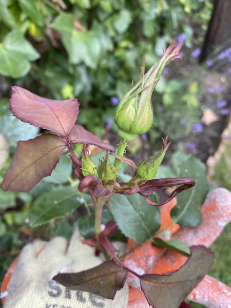What happening to my rose?