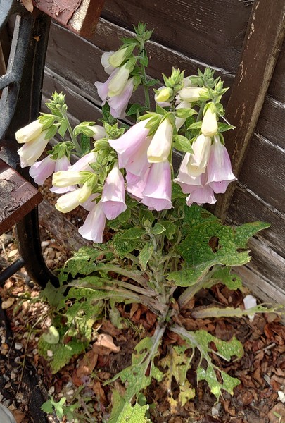 Mutant foxglove