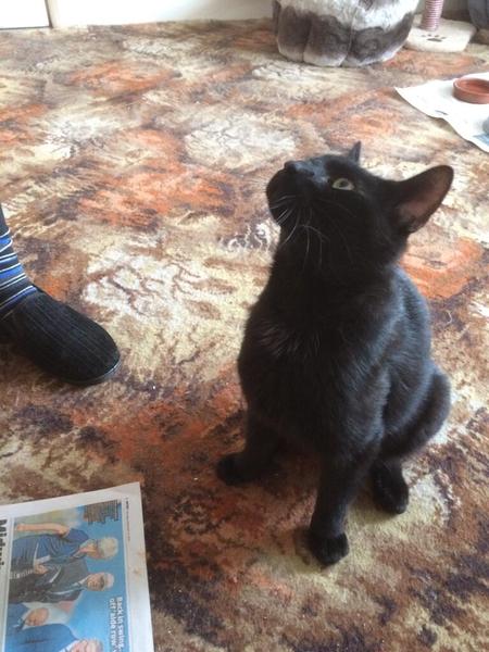 Settling in new cat - wwyd?