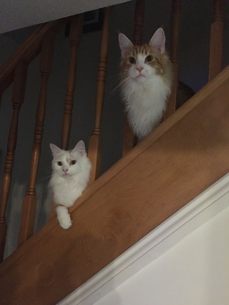 Cat/kitten photos.