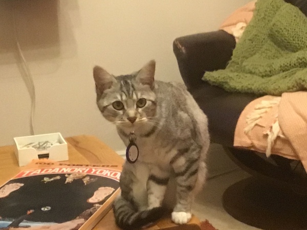 How much does your cat weigh?