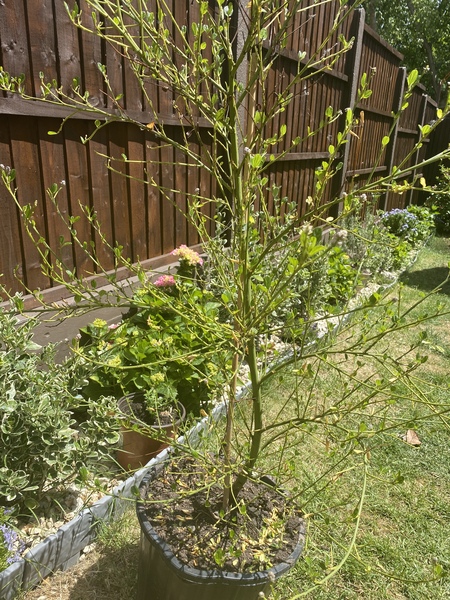 Have my Ceanothus in pots died?