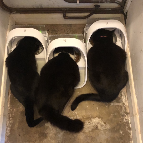 Microchip feeder