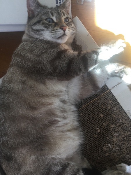 Cat/kitten photos.