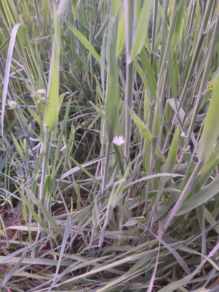 Growing a meadow