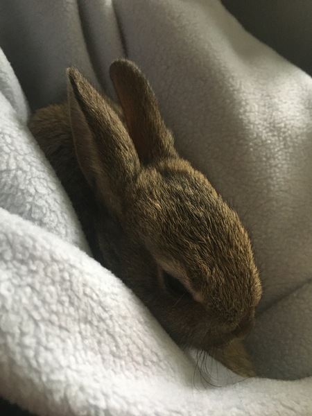 Wild baby rabbit with non working front legs