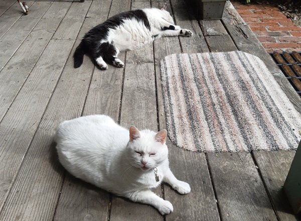 What's your DCat up to today? (Thread 7!)