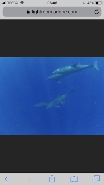 Please tell me how you feel about dolphins & sea-life