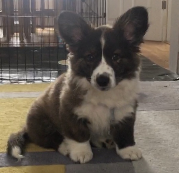 Puppy survival thread! June 2020