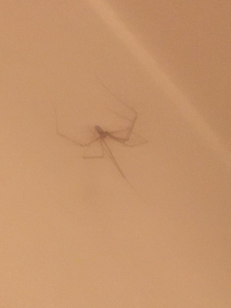 Any spiderologists around that can explain this spider behaviour?