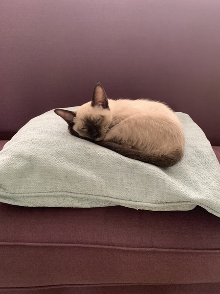 Cat Proofing Garden for kitten