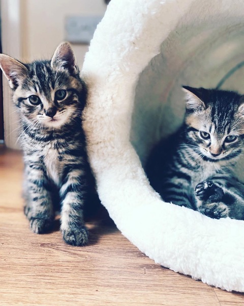 New kittens not really drinking?