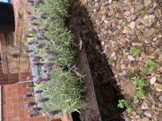 Help please! Why are my lavenders drooping?