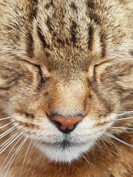 Thug Cat part 2. What, has this thing appeared again tonight?