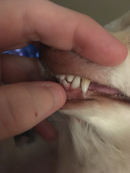 Chipped tooth