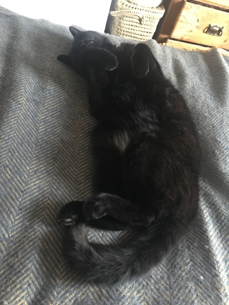 How much does your cat weigh?