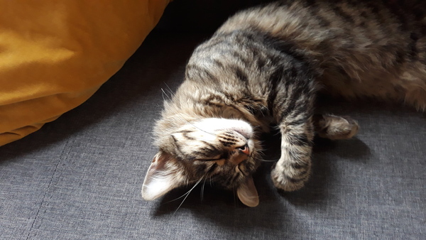 Westminstenders: Where are we now?