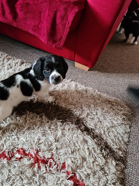 Puppy survival thread! June 2020