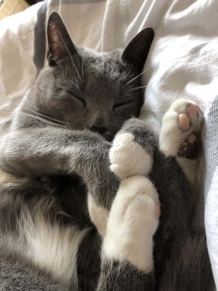 Toe bean thread anyone?