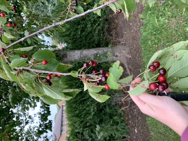 DS has eaten wild berries he found on a tree - help