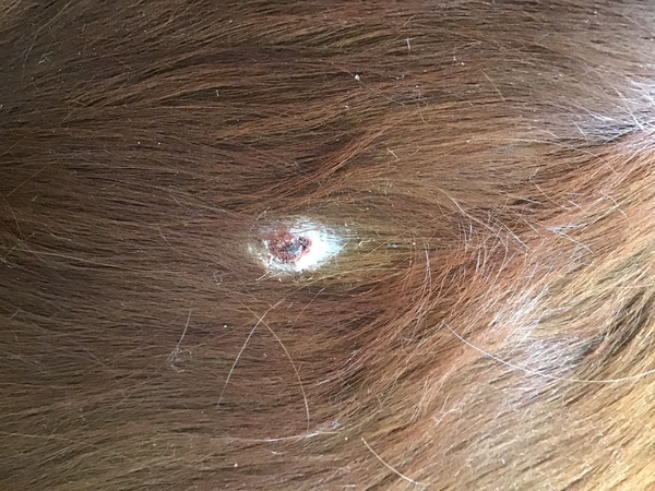 Vets or not vets?