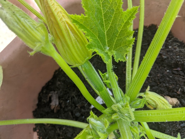 2020 new Gardeners’  thread