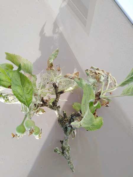 Apple tree pest?