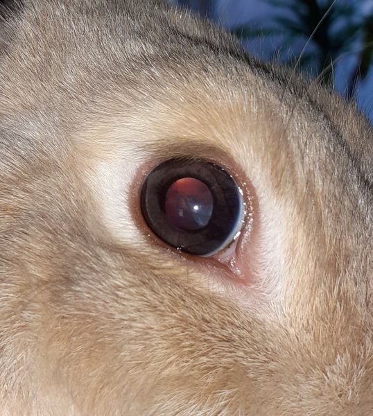 Small smudge in rabbit's eye