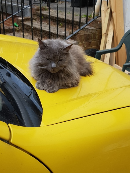 Thug Cat part 2. What, has this thing appeared again tonight?