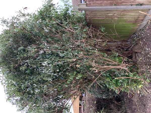 Gardener has wrecked the garden!