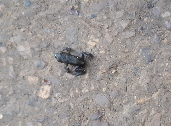 Minuscule froglets