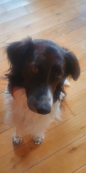 Dog keeps following me!