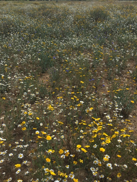 Flowers for J K Rowling