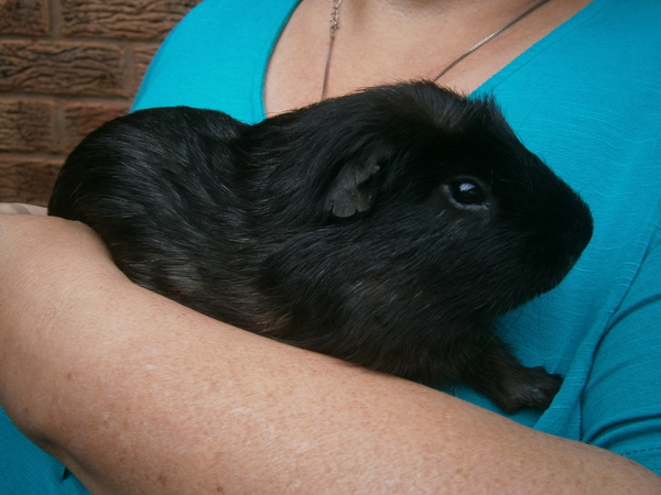 Lone guinea pig - what to do?