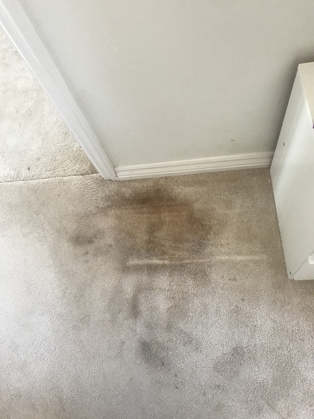 Coffee stains on acrylic carpet