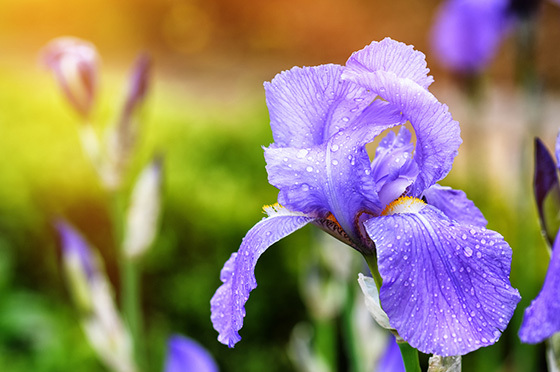 Flowers for J K Rowling