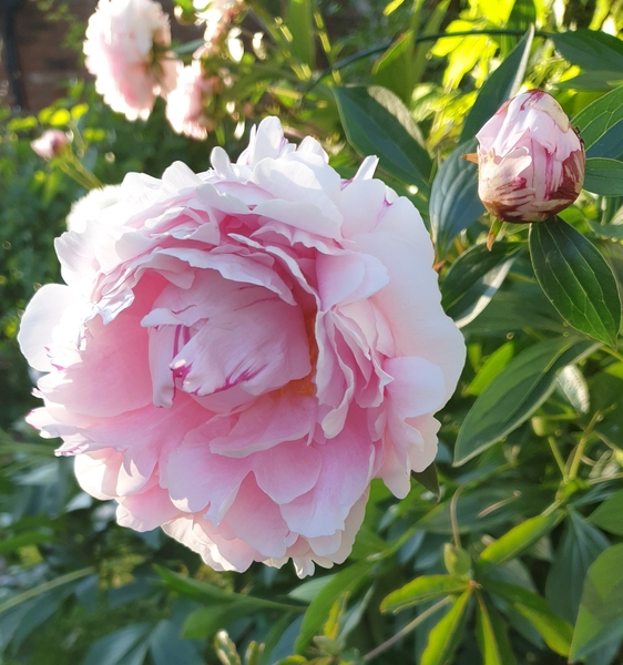 Flowers for J K Rowling
