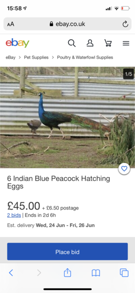 There's a PEACOCK in my garden!!
